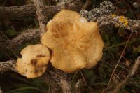 Polyporus