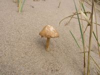 Psathyrella