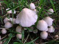 Psathyrella