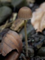 Psathyrella