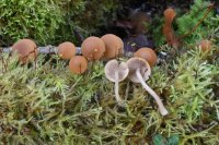 Psathyrella