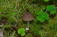 Psathyrella