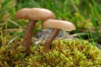 Pseudoclitocybe