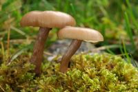 Pseudoclitocybe