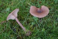 Pseudoclitocybe