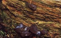 Pseudohydnum