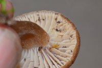 Pseudoomphalina