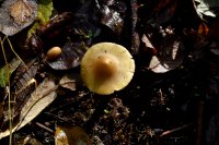 Pseudosperma