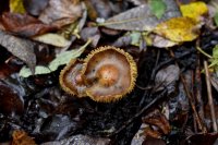 Pseudosperma