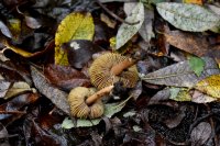 Pseudosperma