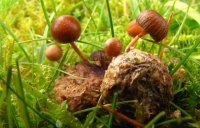 Psilocybe