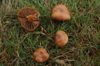Deconica