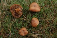 Psilocybe