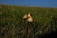 Psilocybe