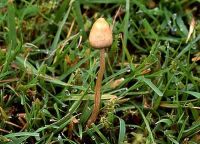 Psilocybe