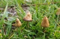 Psilocybe