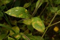 Puccinia