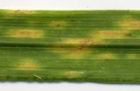 Puccinia