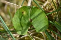 Puccinia