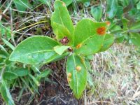 Puccinia