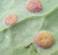 Puccinia