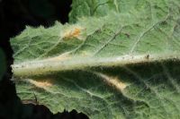 Puccinia