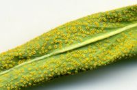 Puccinia