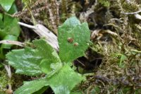 Puccinia