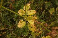 Puccinia