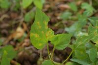 Puccinia