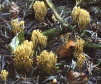 Ramaria