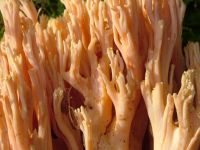 Ramaria