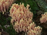 Ramaria