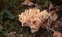 Ramaria