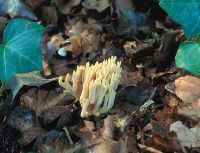 Ramaria