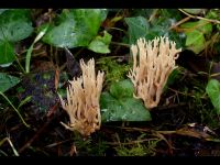 Ramaria