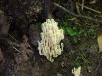 Ramaria