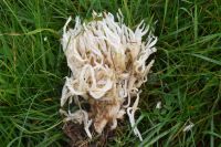 Ramariopsis