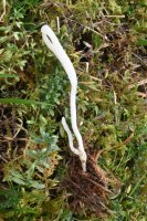 Ramariopsis
