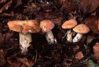 Rhodocybe