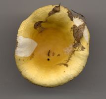 Russula