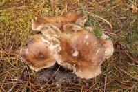 Russula