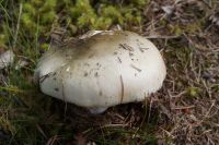 Russula