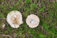 Russula