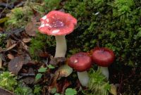 Russula