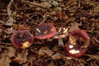 Russula