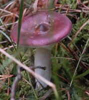 Russula