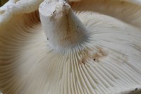 Russula