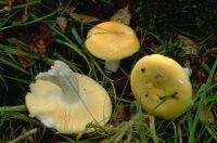 Russula