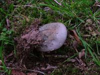 Russula